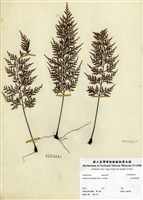 藏品(威氏鐵角蕨)的圖片